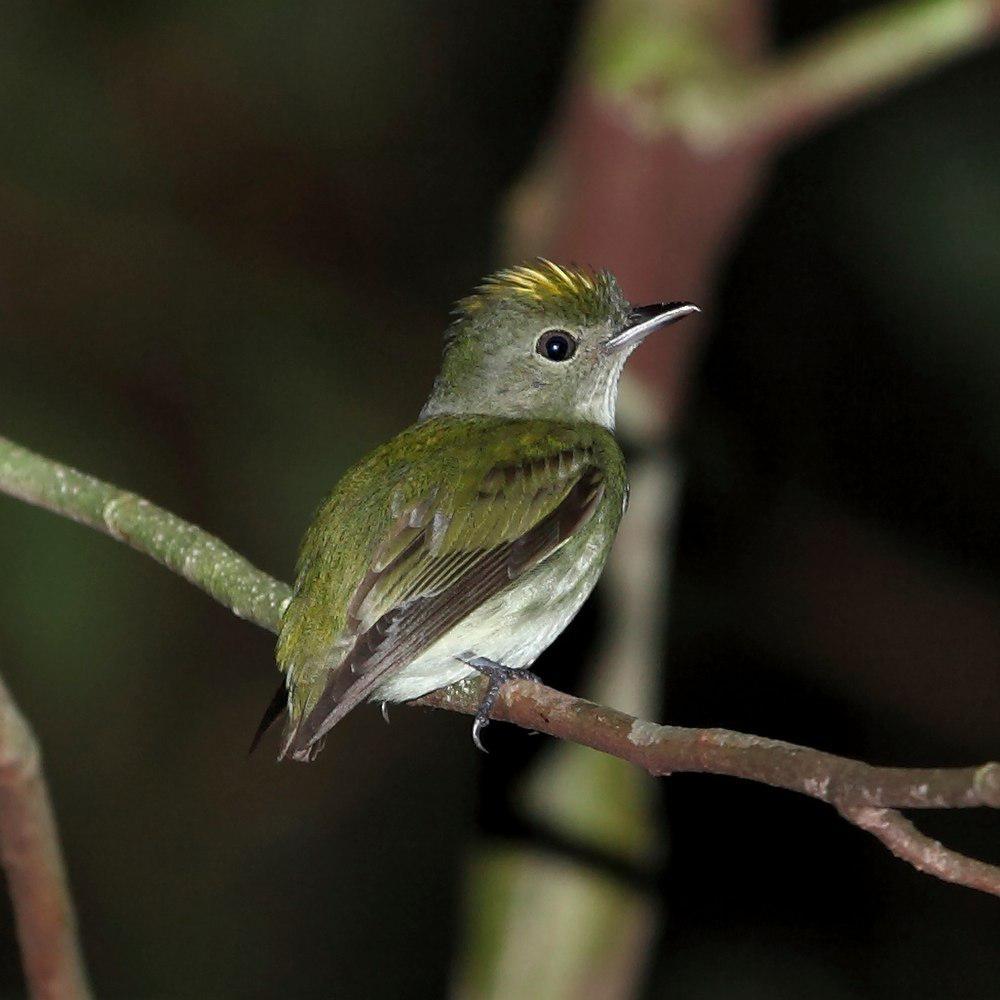 小霸娇鹟 / Tiny Tyrant-Manakin / Tyranneutes virescens