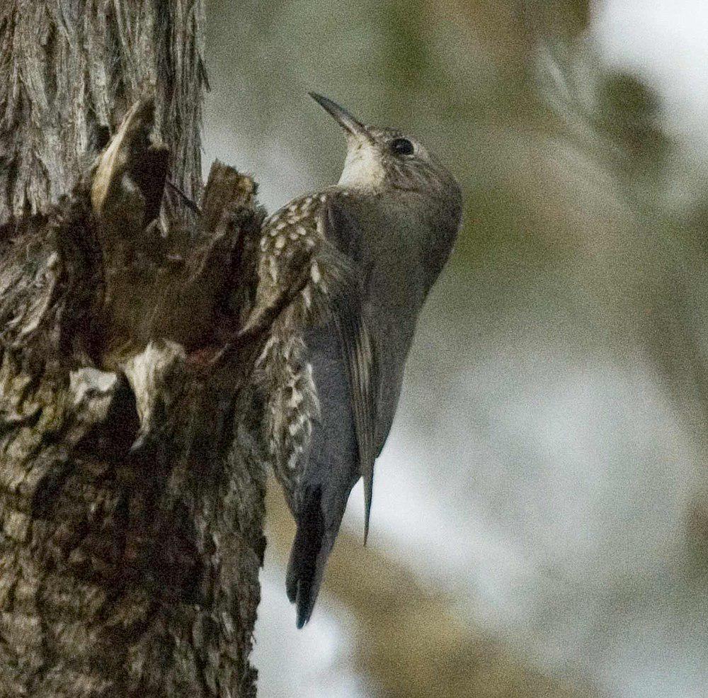 白喉短嘴旋木雀 / White-throated Treecreeper / Cormobates leucophaea