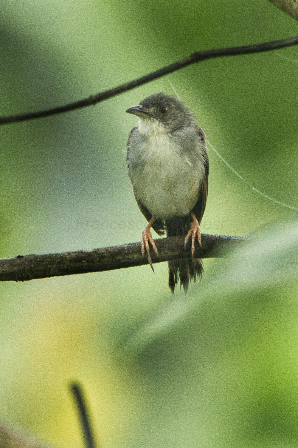 哨声扇尾莺 / Whistling Cisticola / Cisticola lateralis