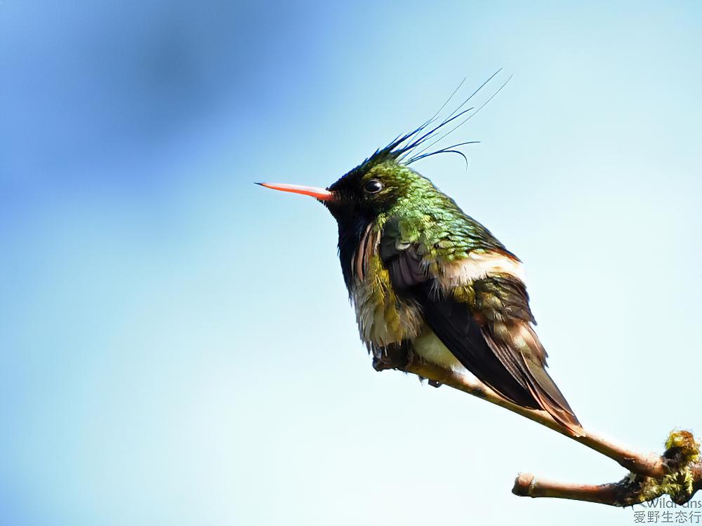 黑冠蜂鸟 / Black-crested Coquette / Lophornis helenae