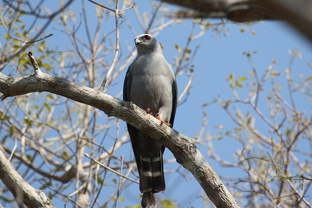 南美灰鸢 / Plumbeous Kite / Ictinia plumbea