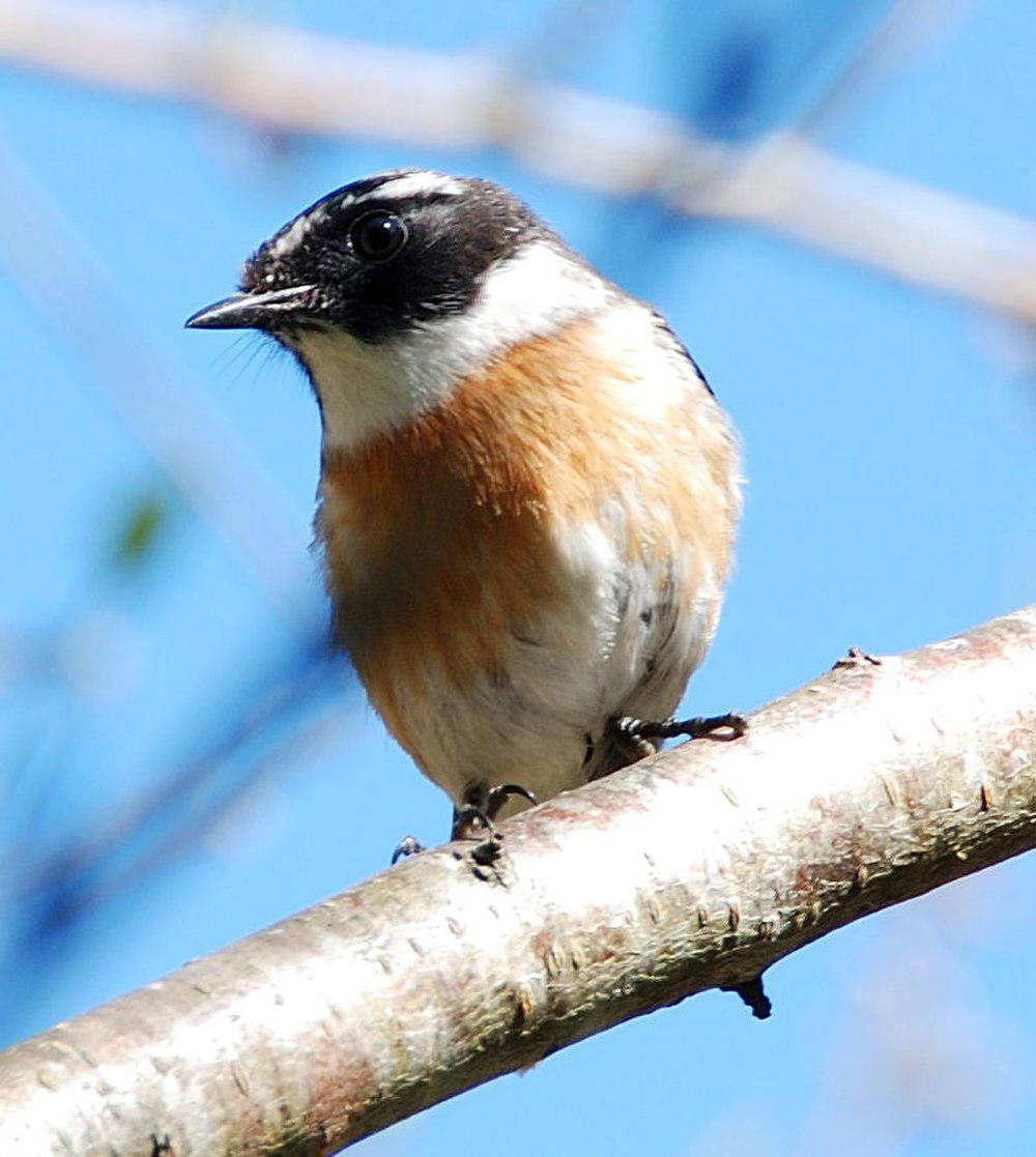 印度洋石䳭 / Reunion Stonechat / Saxicola tectes