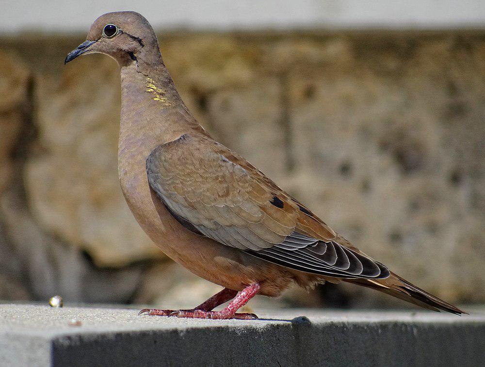 斑颊哀鸽 / Eared Dove / Zenaida auriculata