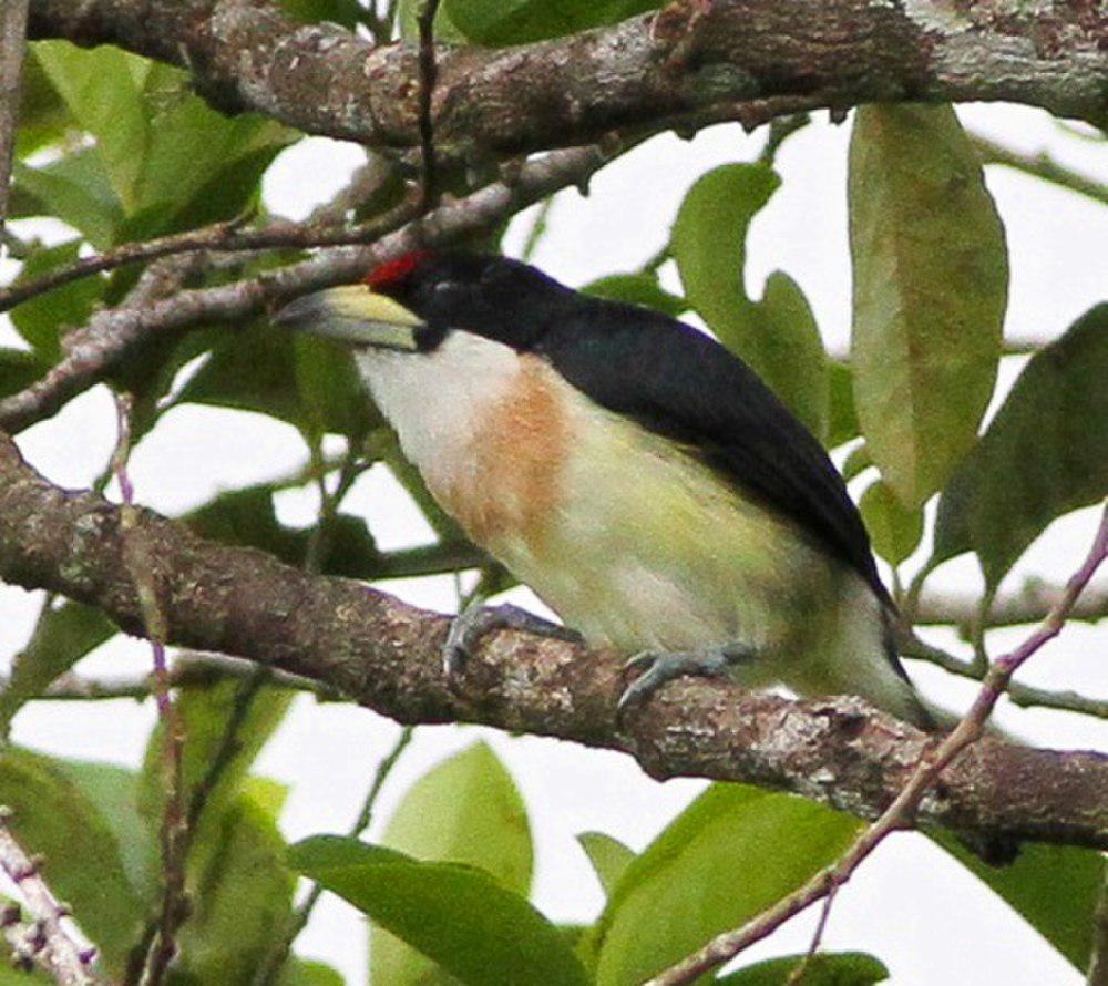 白背须䴕 / White-mantled Barbet / Capito hypoleucus