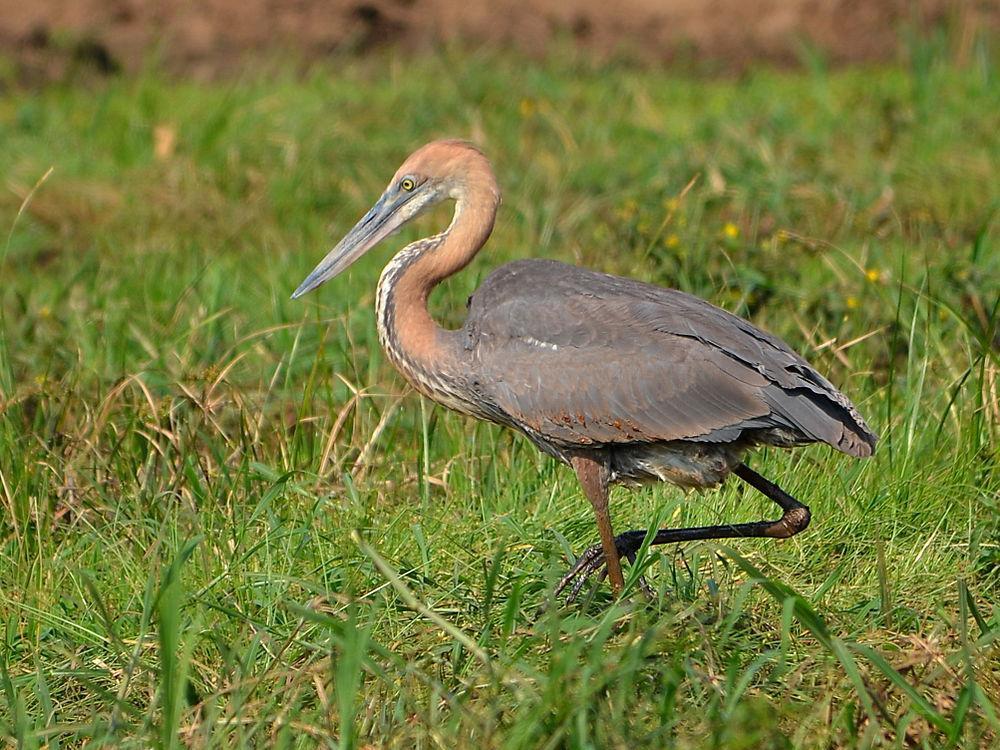 巨鹭 / Goliath Heron / Ardea goliath