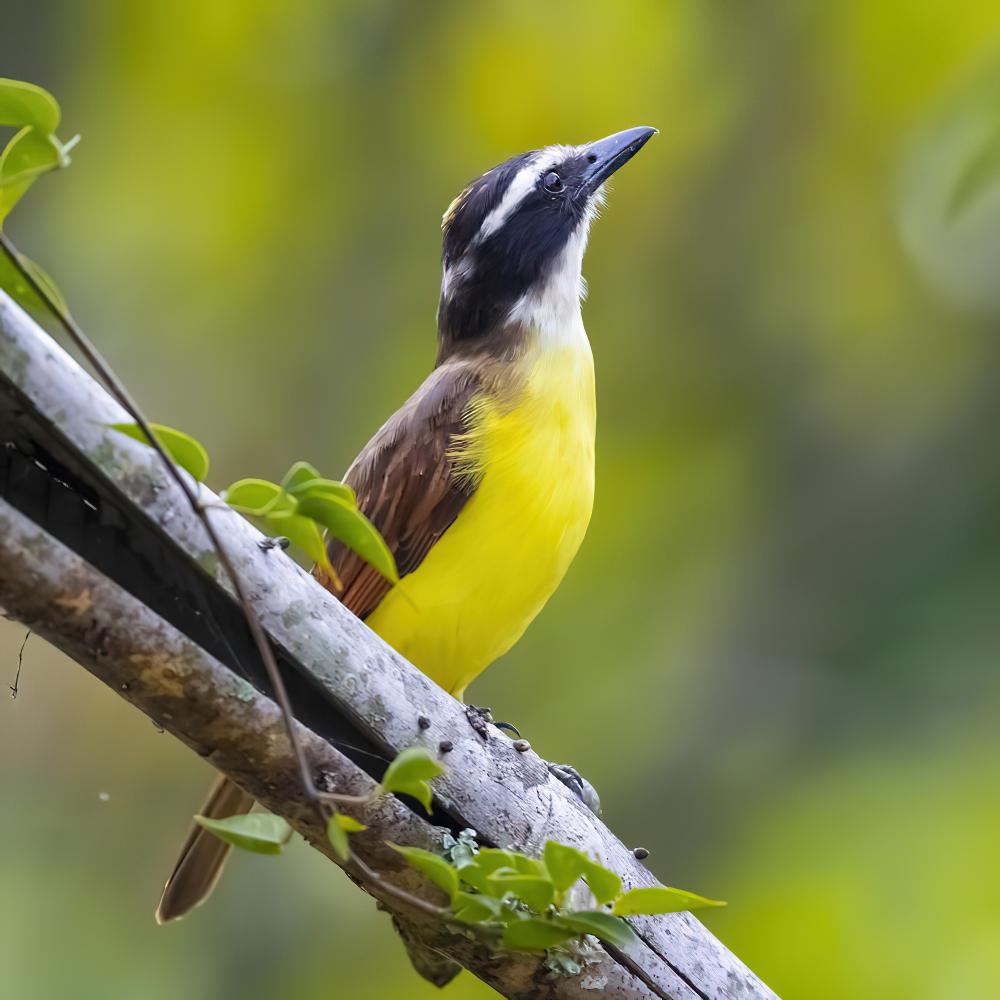 大食蝇霸鹟 / Great Kiskadee / Pitangus sulphuratus