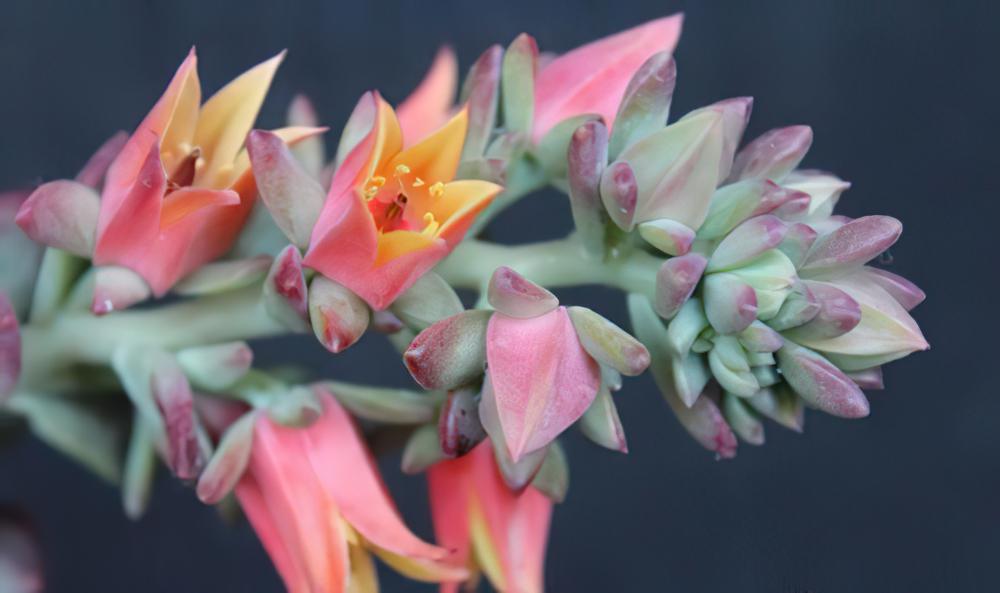 红稚莲 Echeveria macdougallii