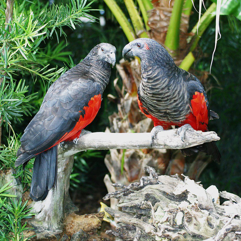 彼氏鹦鹉 / Pesquet\'s Parrot / Psittrichas fulgidus