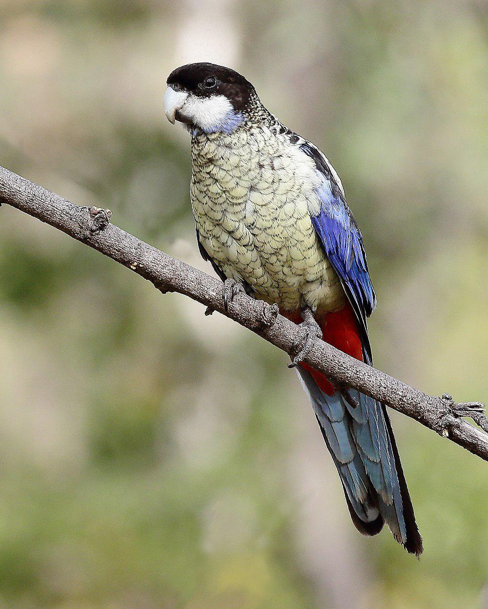 澳北玫瑰鹦鹉 / Northern Rosella / Platycercus venustus