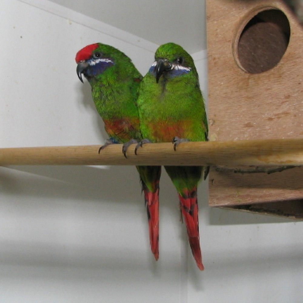 紫颊鹦鹉 / Plum-faced Lorikeet / Oreopsittacus arfaki