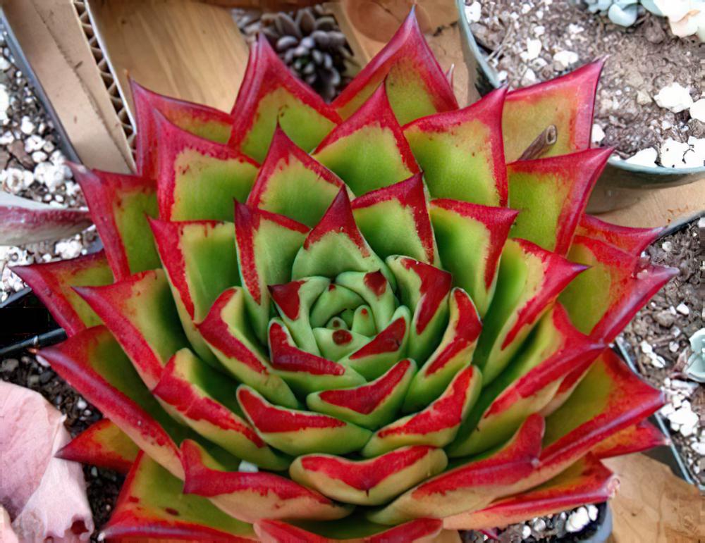 Echeveria agavoides-东云