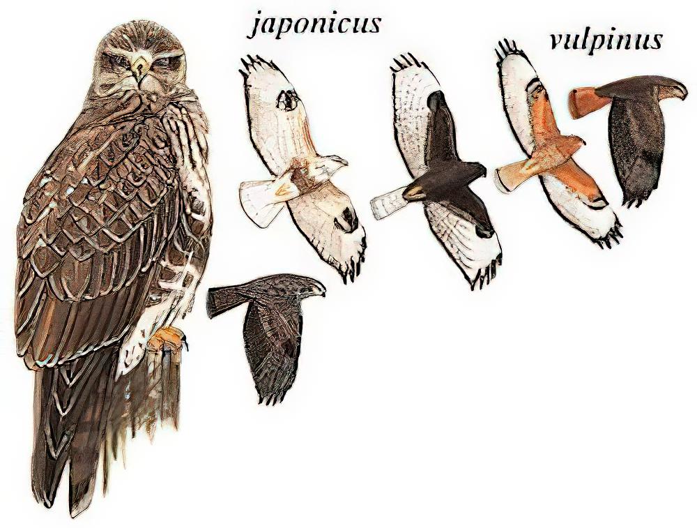 普通鵟 / Eastern Buzzard / Buteo japonicus