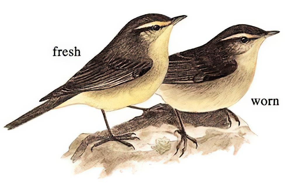 灰柳莺 / Sulphur-bellied Warbler / Phylloscopus griseolus
