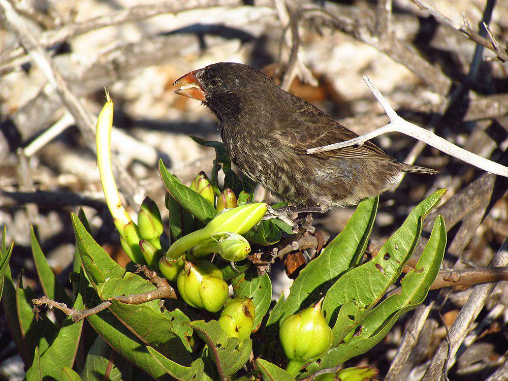 赫诺韦萨仙人掌地雀 / Genovesa Cactus Finch / Geospiza propinqua