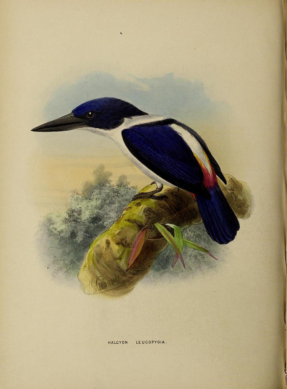 深蓝翡翠 / Ultramarine Kingfisher / Todiramphus leucopygius