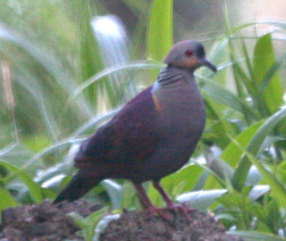 凤头鹑鸠 / Crested Quail-Dove / Geotrygon versicolor