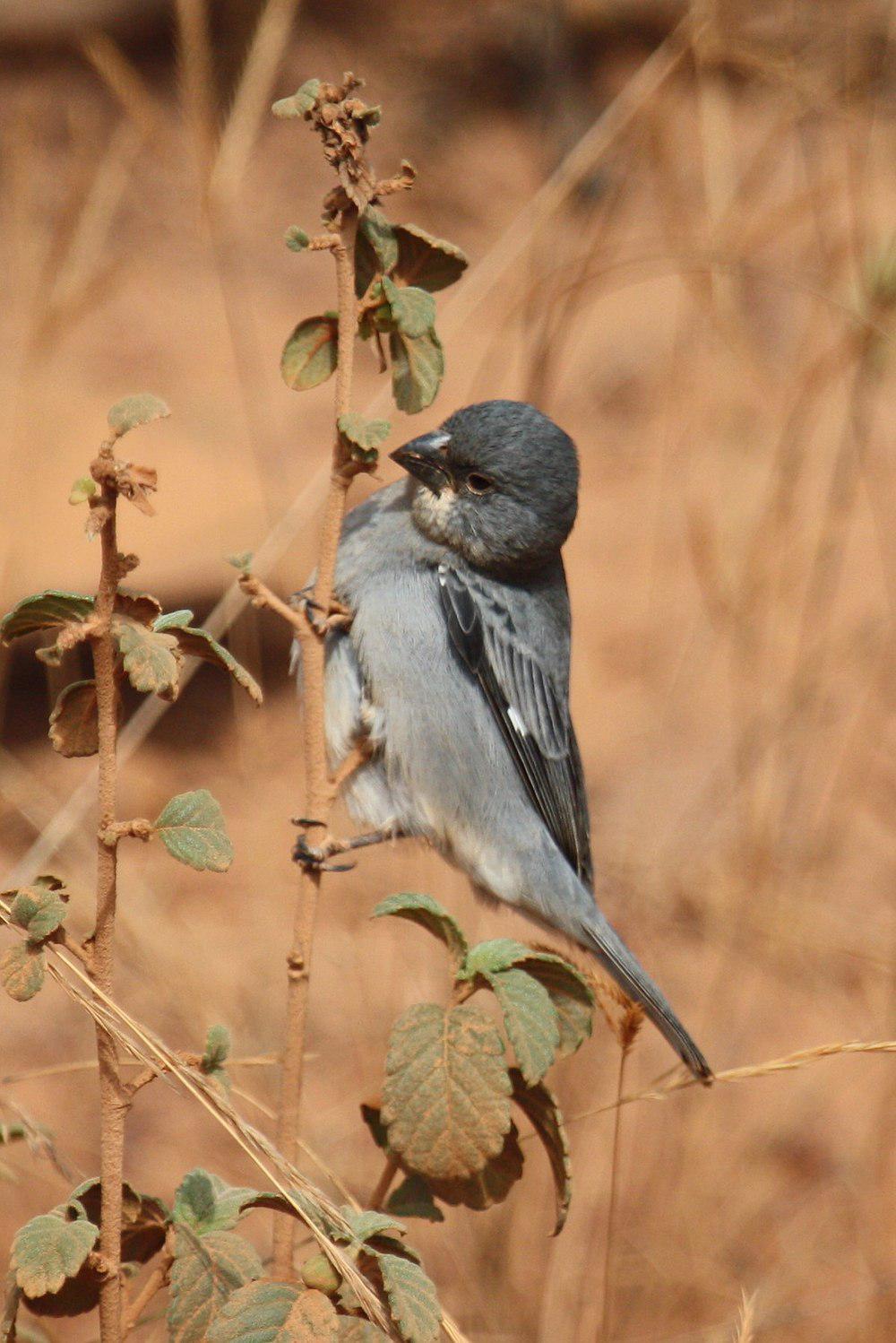 铅色食籽雀 / Plumbeous Seedeater / Sporophila plumbea