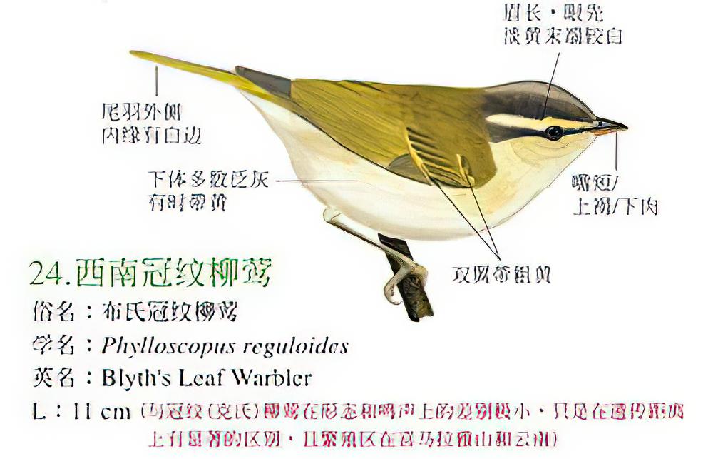 西南冠纹柳莺 / Blyth\'s Leaf Warbler / Phylloscopus reguloides