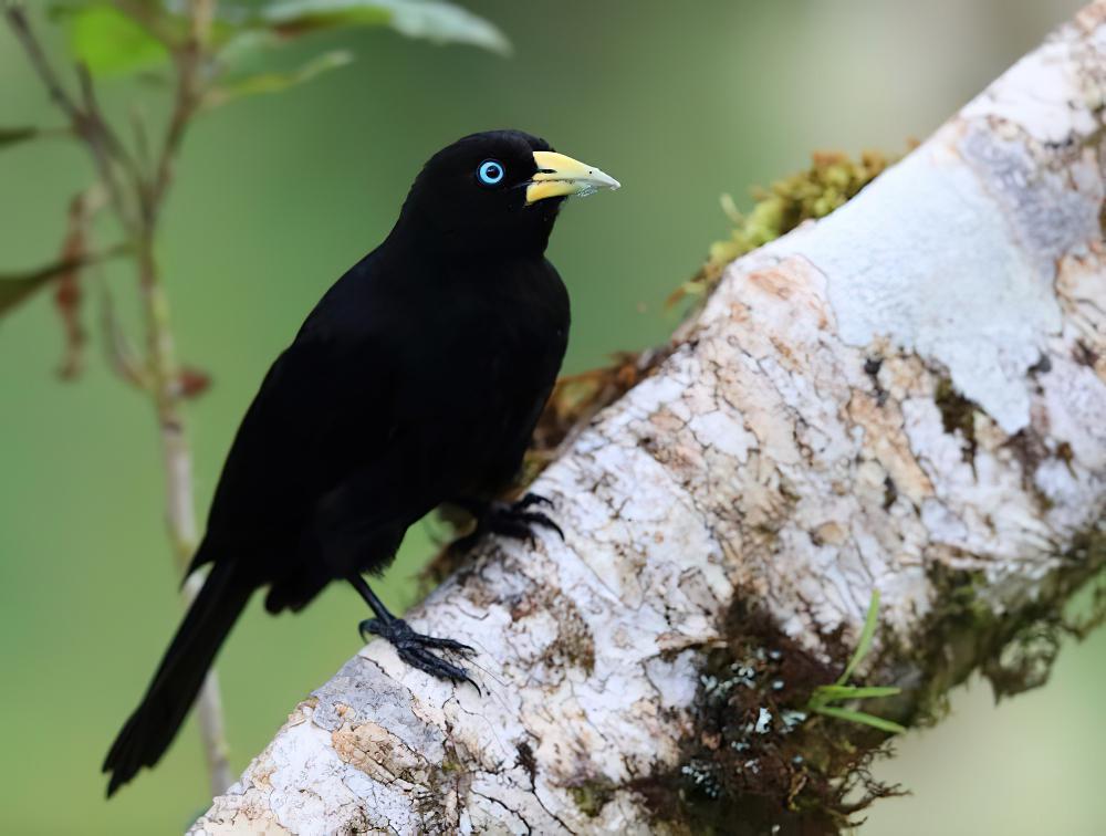 红腰酋长鹂 / Red-rumped Cacique / Cacicus haemorrhous