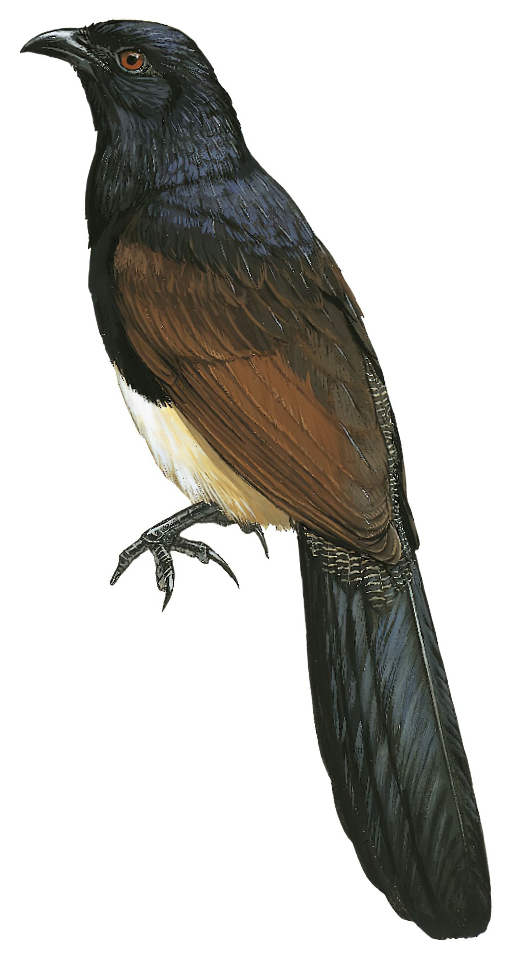 黑喉鸦鹃 / Black-throated Coucal / Centropus leucogaster