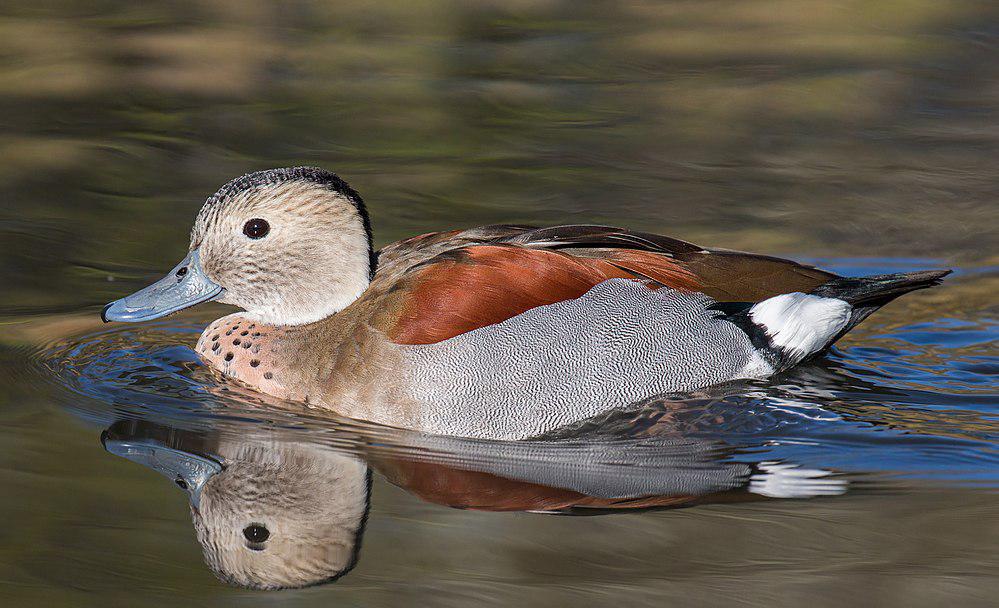 环颈鸭 / Ringed Teal / Callonetta leucophrys