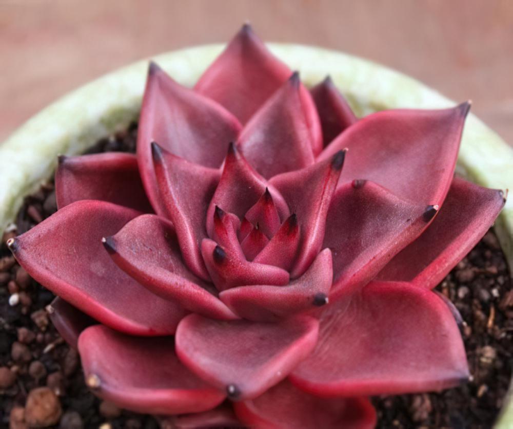 罗密欧 Echeveria agavoides ‘Romeo‘