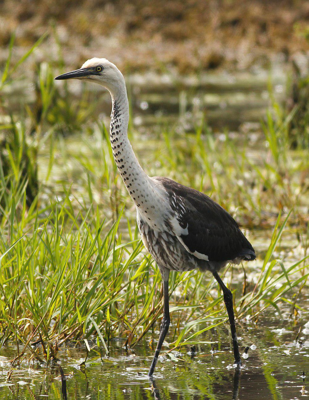 白颈鹭 / White-necked Heron / Ardea pacifica