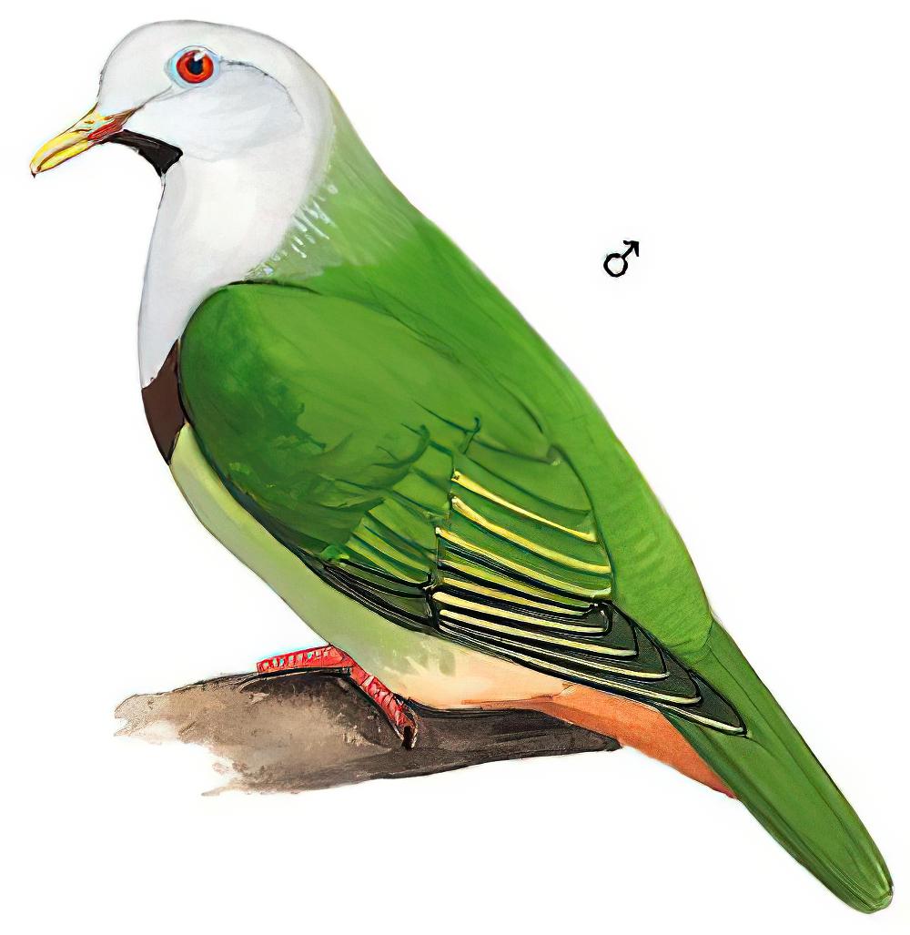 黑颏果鸠 / Black-chinned Fruit Dove / Ptilinopus leclancheri