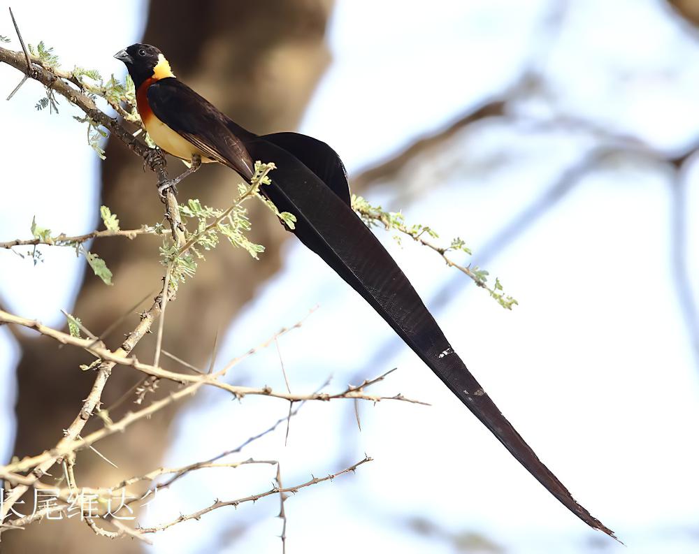 长尾维达雀 / Exclamatory Paradise Whydah / Vidua interjecta