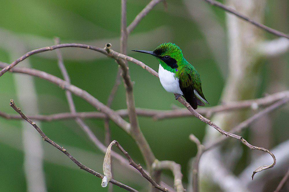 黑耳仙蜂鸟 / Black-eared Fairy / Heliothryx auritus