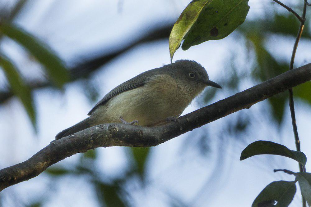 棕尾牛顿莺 / Common Newtonia / Newtonia brunneicauda