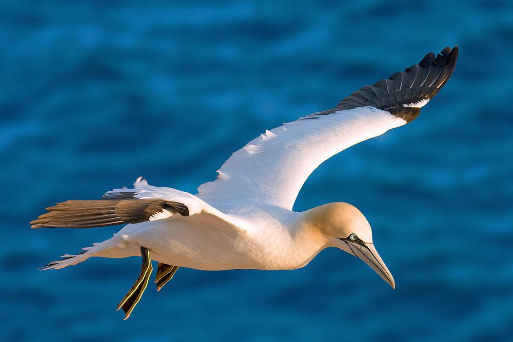 北鲣鸟 / Northern Gannet / Morus bassanus