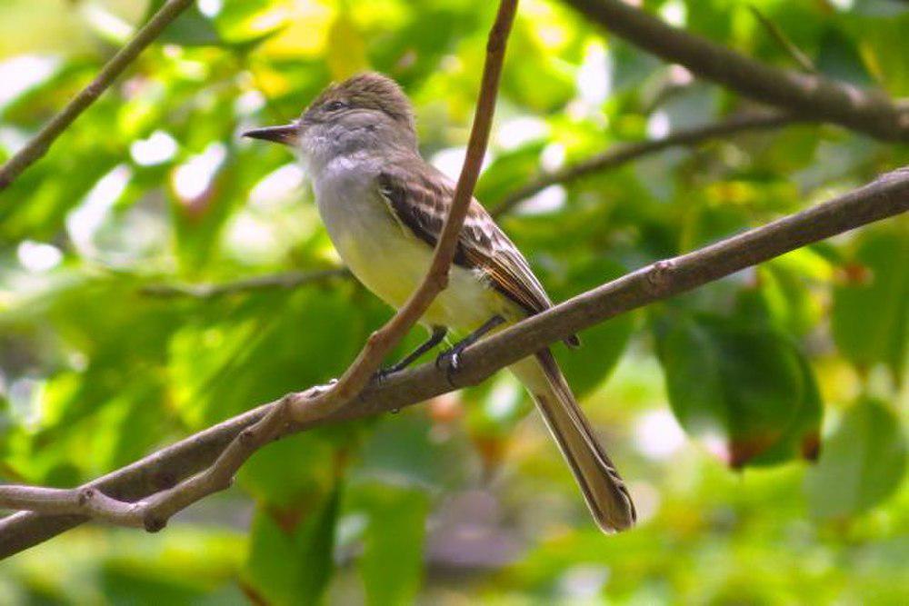 格林那达蝇霸鹟 / Grenada Flycatcher / Myiarchus nugator