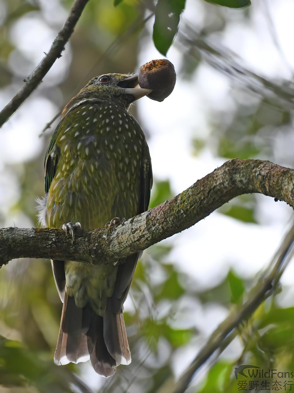 绿园丁鸟 / Green Catbird / Ailuroedus crassirostris