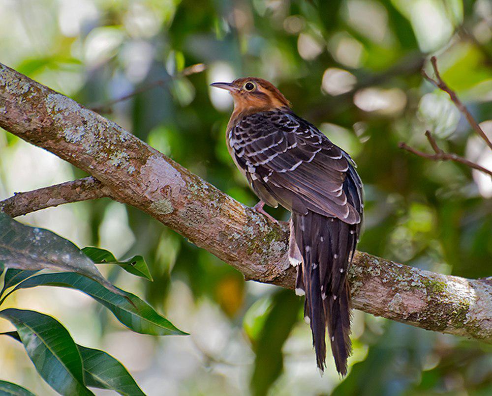 小雉鹃 / Pavonine Cuckoo / Dromococcyx pavoninus