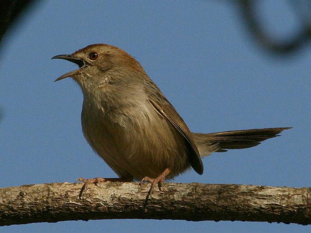 懒扇尾莺 / Lazy Cisticola / Cisticola aberrans