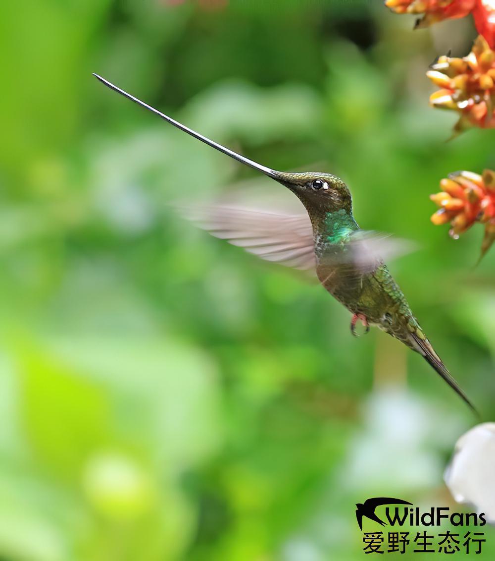 剑嘴蜂鸟 / Sword-billed Hummingbird / Ensifera ensifera