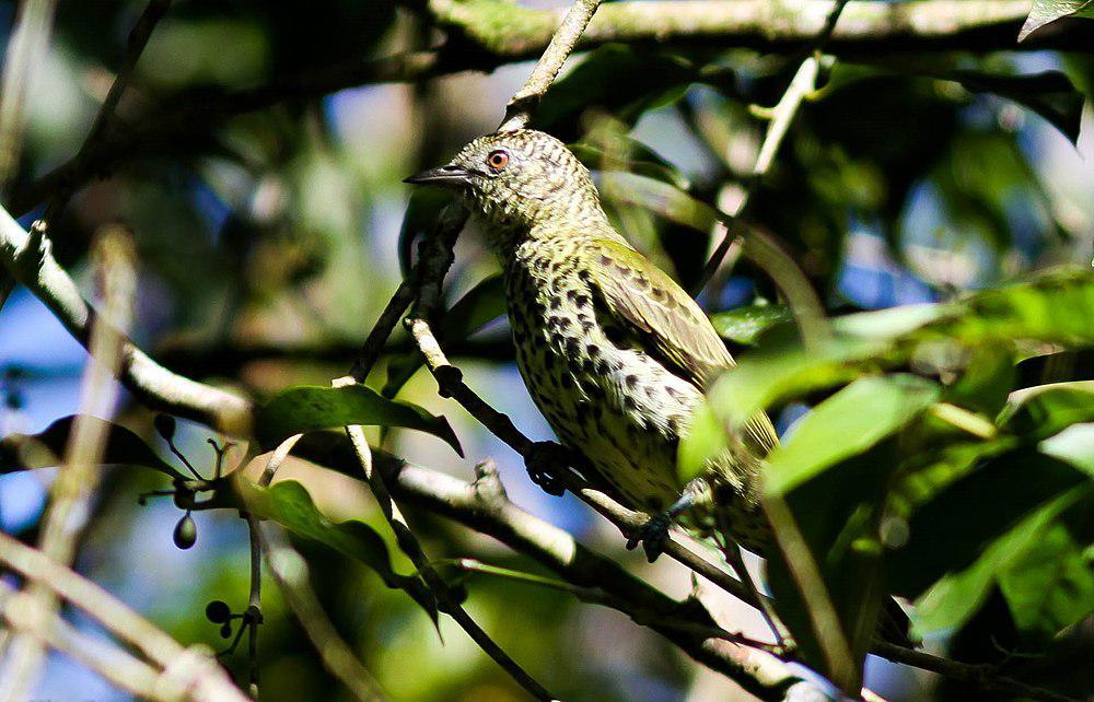 尖喙鸟 / Sharpbill / Oxyruncus cristatus