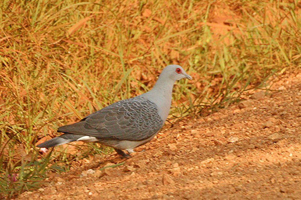 鳞斑灰鸽 / Afep Pigeon / Columba unicincta