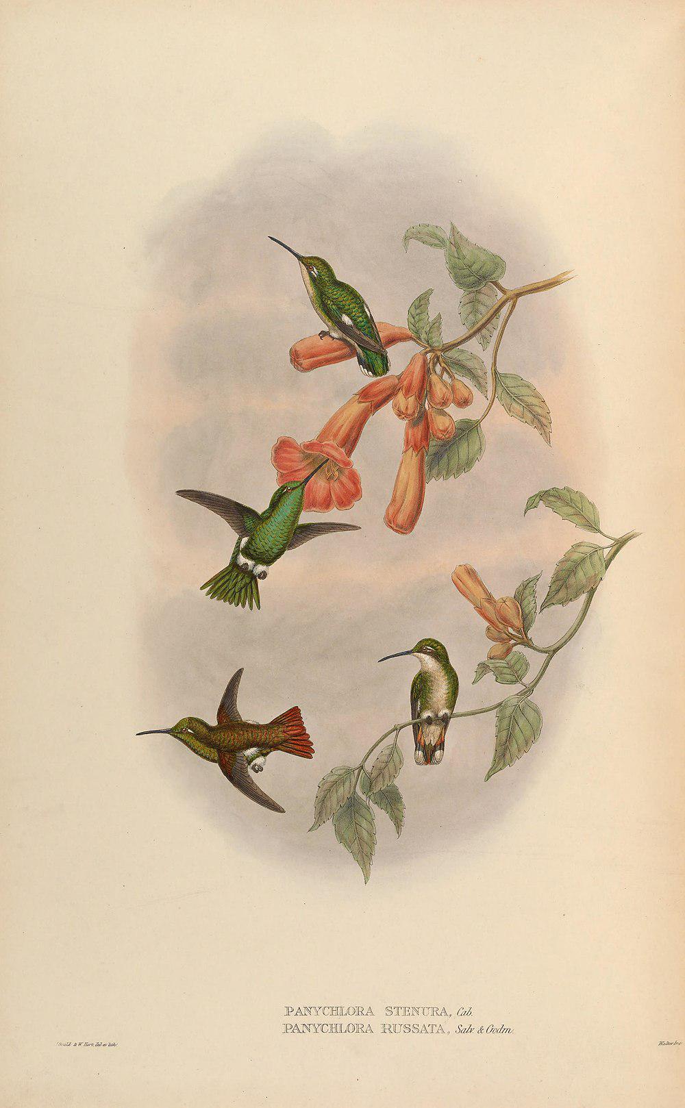 狭尾翠蜂鸟 / Narrow-tailed Emerald / Chlorostilbon stenurus