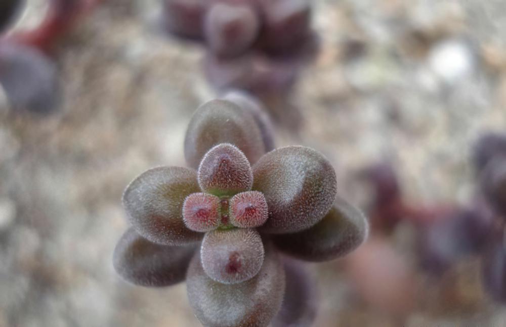 珊瑚珠Sedum stahlii