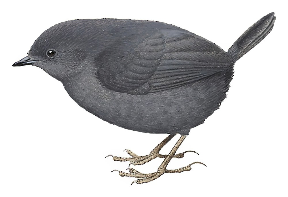 楚氏窜鸟 / Tschudi's Tapaculo / Scytalopus acutirostris