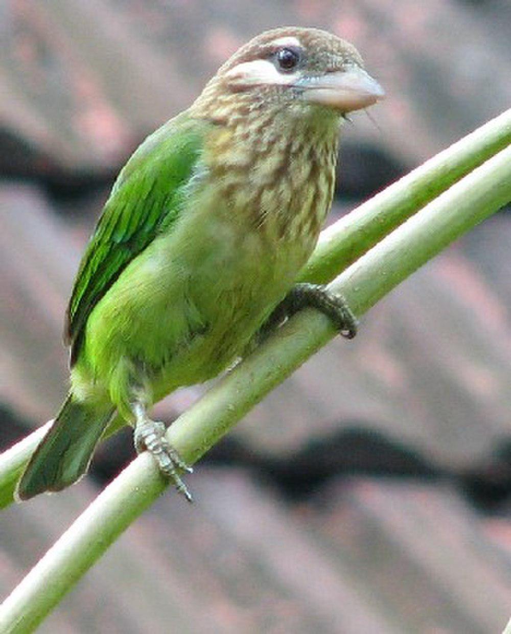 小绿拟䴕 / White-cheeked Barbet / Psilopogon viridis