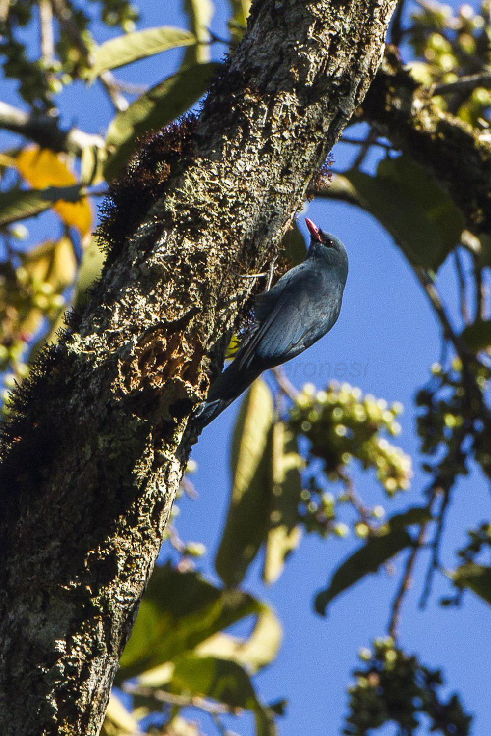 红嘴钩嘴鵙 / Nuthatch Vanga / Hypositta corallirostris