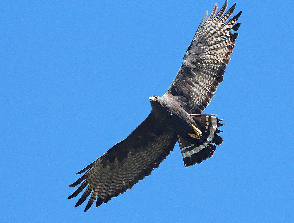 斑尾鵟 / Zone-tailed Hawk / Buteo albonotatus