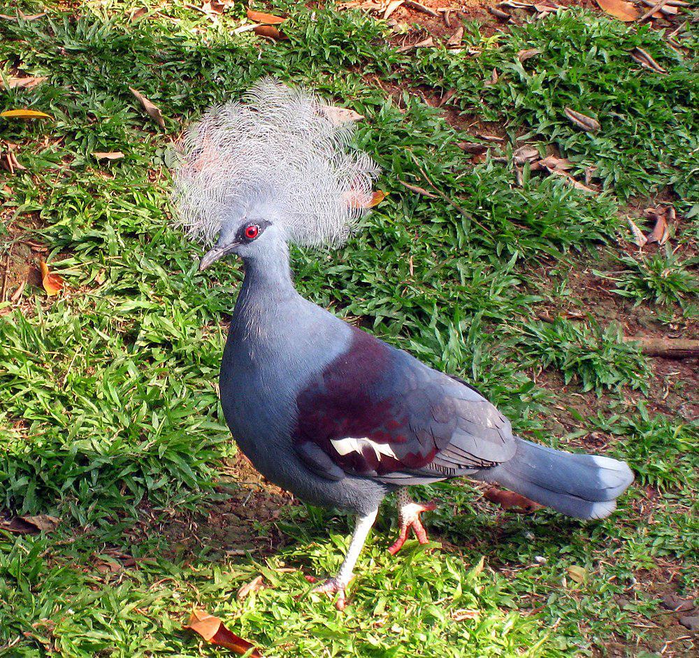 蓝凤冠鸠 / Western Crowned Pigeon / Goura cristata