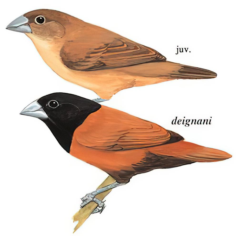 栗腹文鸟 / Chestnut Munia / Lonchura atricapilla