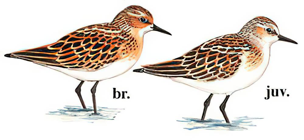 小滨鹬 / Little Stint / Calidris minuta