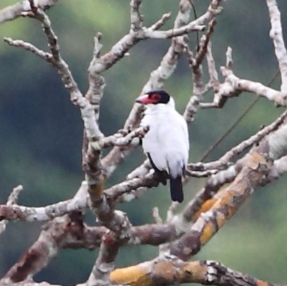 黑尾蒂泰霸鹟 / Black-tailed Tityra / Tityra cayana