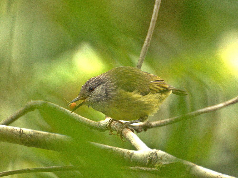 纹头冠绣眼鸟 / Streak-headed White-eye / Heleia squamiceps